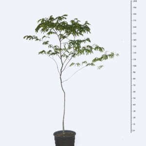 Jacarandá da Bahia - Dalbergia nigra