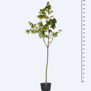 Jacarandá de espinho - Machaerium hirtum