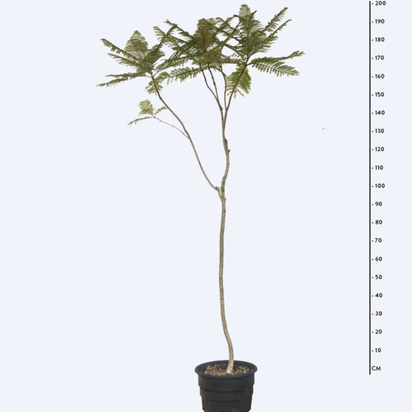 Jacarandá mimoso - Jacaranda mimosifolia