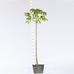 Jaracatiá - Jacaratia spinosa