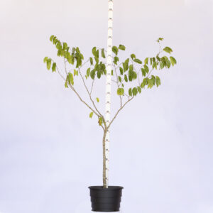 Jatobá - Hymenaea courbaril