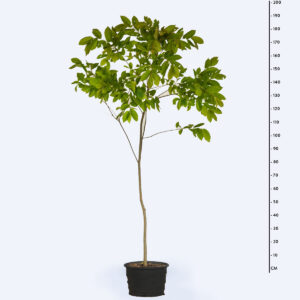 Jequitibá branco - Cariniana estrellensis Jequitibá branco - Cariniana estrellensis