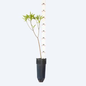 Leiteiro - Tabernaemontana hystrix