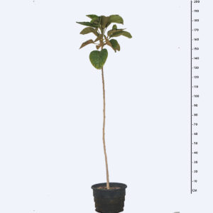 Licurana - Hyeronima alchorneoides