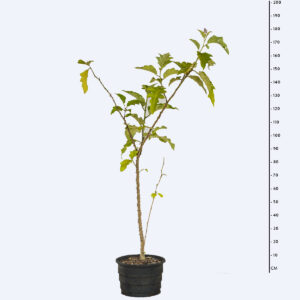 Lobeira - Solanum Lycocarpum