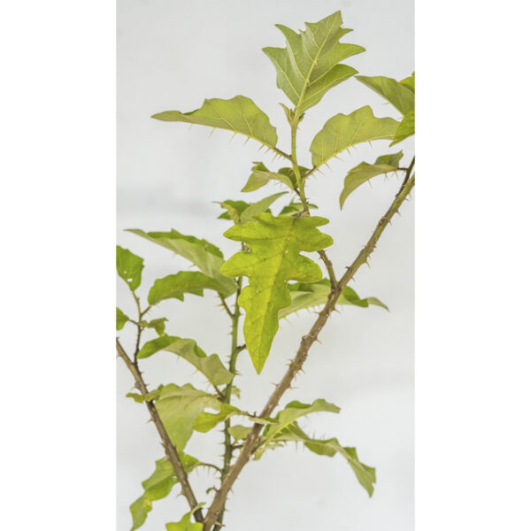 Lobeira - Solanum Lycocarpum