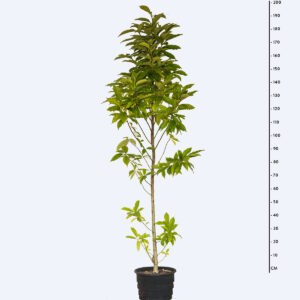 Magnólia Amarela - Magnolia champaca