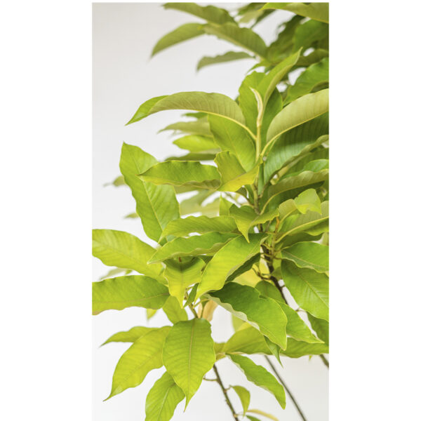Magnólia Amarela - Magnolia champaca