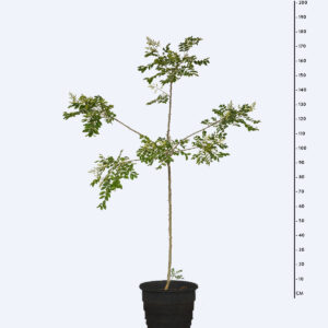 Mamica de Porca - Zanthoxylum riedelianum