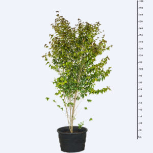 Mirindiba Rosa - Lafoensia Glyptocarpa