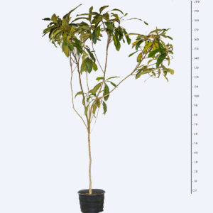 Nêspera / Ameixa amarela - Eriobotrya japonica