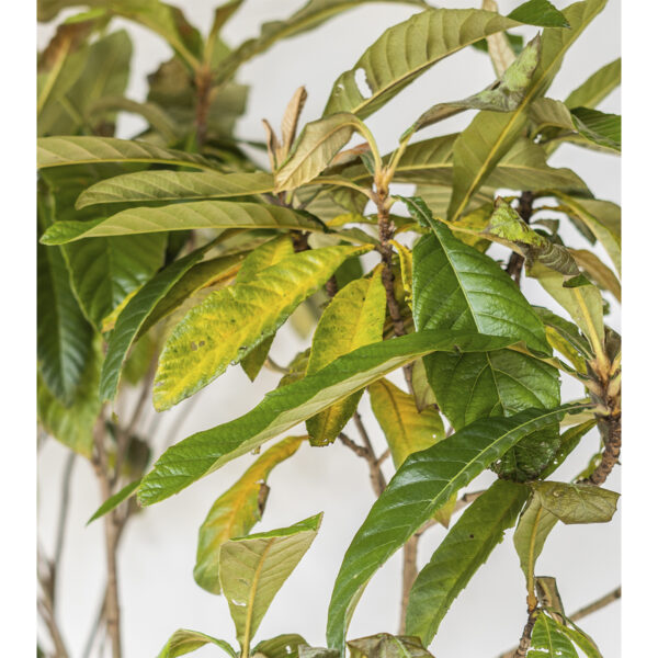 Nêspera / Ameixa amarela - Eriobotrya japonica
