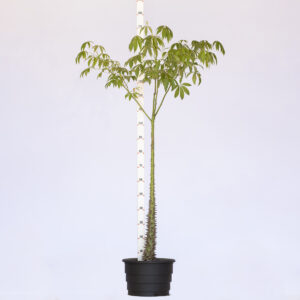 Paineira rosa - Ceiba speciosa