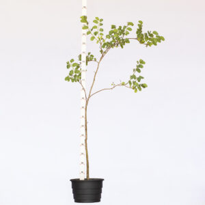 Pata de vaca rosa - Bauhinia variegata