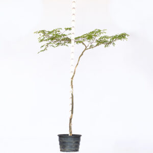 Pau Ferro - Libidibia Ferrea