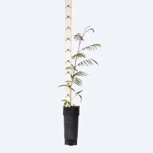 Pau Jacaré - Piptadenia gonoacantha