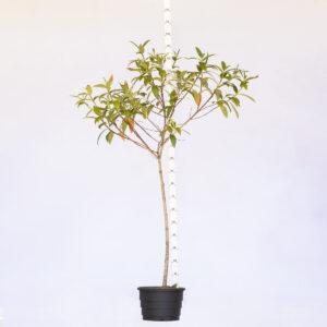 Quaresmeira - Pleroma granulosum