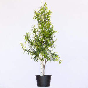 Romã - Punica granatum