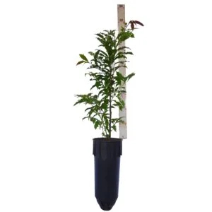 Jequitibá Rosa - Cariniana legalis