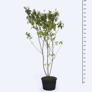 Fruta do Sanhaço - Psychotria carthagenensis