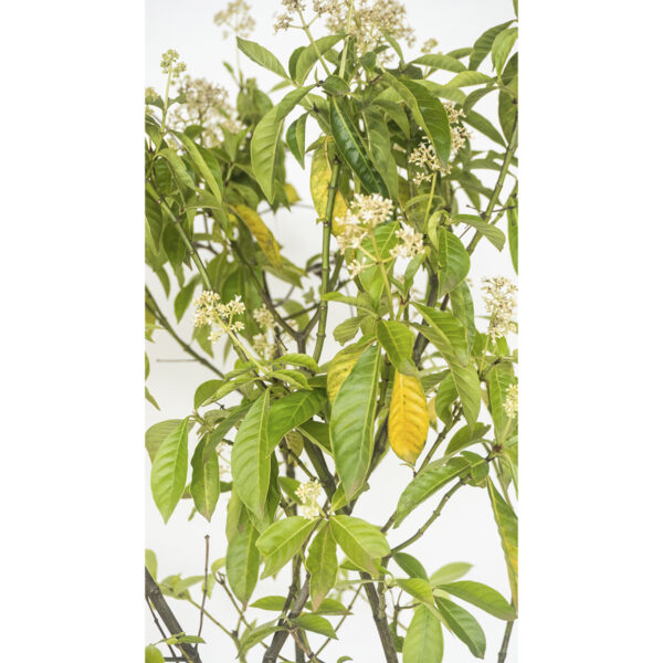 Fruta do Sanhaço - Psychotria carthagenensis