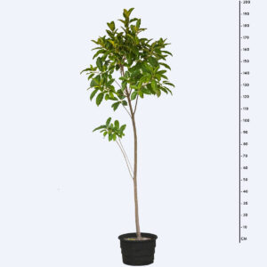 Figueira de pedra - Ficus luschnathiana