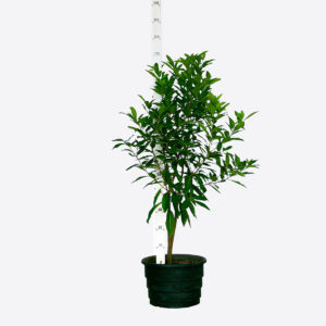 Frutinha de Leite - Louro Branco - Cordia taguahyensis