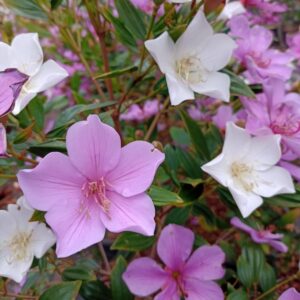 Manacá da Serra Anão - Pleroma mutabile nana