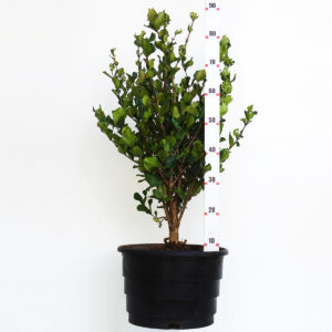 Grumixama anã - Eugenia itaguahiensis - M (0,80 a 1,30m) Grumixama anã - Eugenia itaguahiensis - M (0,80 a 1,30m)