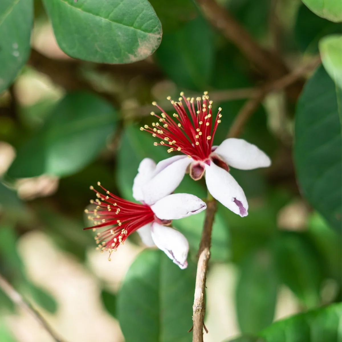 Feijoa / Goiaba da Serra - Feijoa sellowiana Feijoa / Goiaba da Serra - Feijoa sellowiana