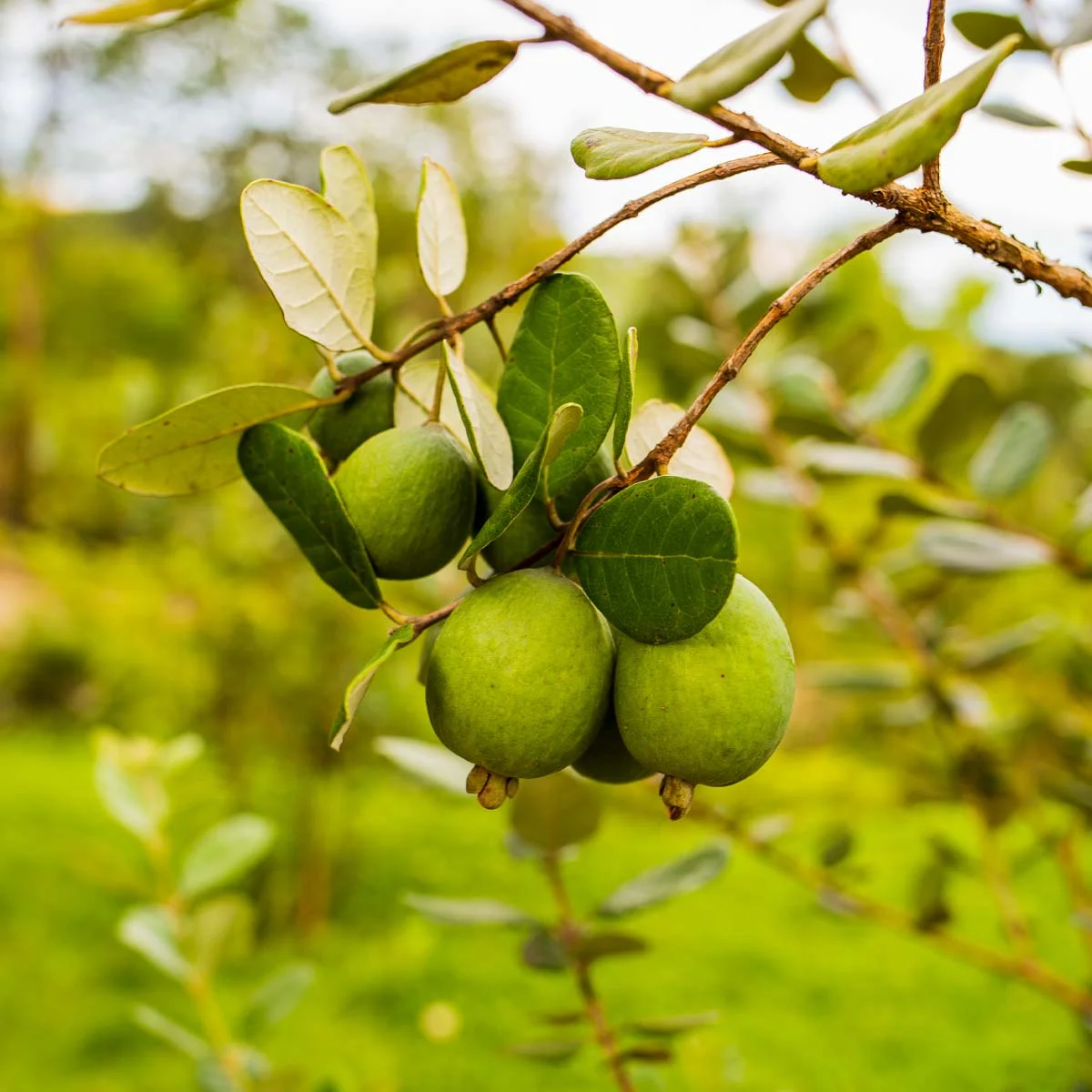 Feijoa / Goiaba da Serra - Feijoa sellowiana Feijoa / Goiaba da Serra - Feijoa sellowiana