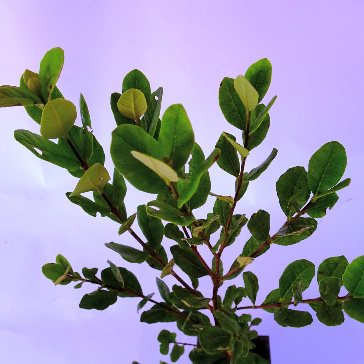 Feijoa / Goiaba da Serra - Feijoa sellowiana Feijoa / Goiaba da Serra - Feijoa sellowiana