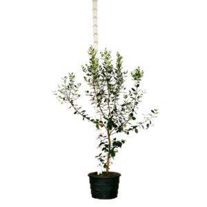 Feijoa / Goiaba da Serra - Feijoa sellowiana - M (1,0 a 1,5m)