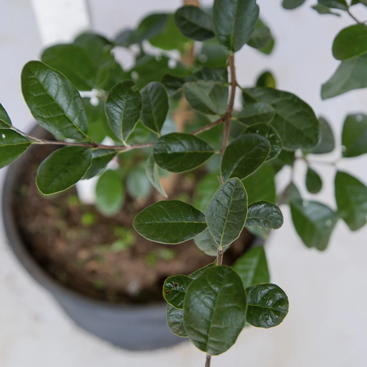 Feijoa / Goiaba da Serra - Feijoa sellowiana - M (1,0 a 1,5m) Feijoa / Goiaba da Serra - Feijoa sellowiana - M (1,0 a 1,5m)