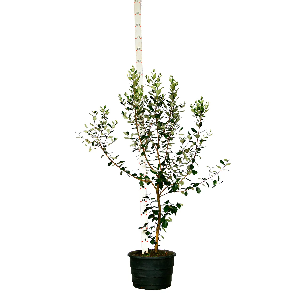 Feijoa / Goiaba da Serra - Feijoa sellowiana - M (1,0 a 1,5m) Feijoa / Goiaba da Serra - Feijoa sellowiana - M (1,0 a 1,5m)