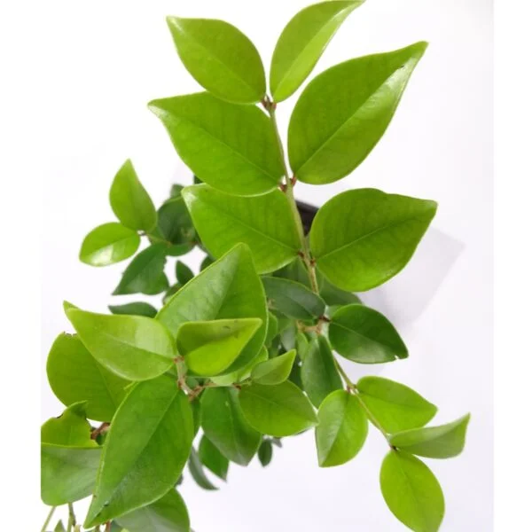 Grumixama mirim - Eugenia longipedunculata