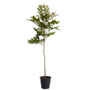 Árvore da china - Koelreuteria bipinnata