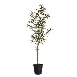 Dedaleiro - Lafoensia pacari Dedaleiro - Lafoensia pacari