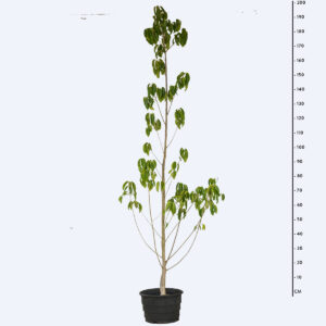 Figueira da pedra - Ficus enormis