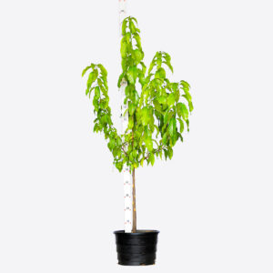 Pau D'alho - Gallesia integrifolia