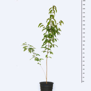 Saguaraji Amarelo - Rhamnidium elaeocarpum