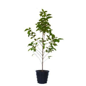 Sete Capotes - Campomanesia guazumifolia