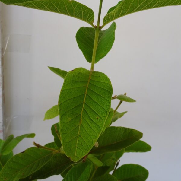 Sete Capotes - Campomanesia guazumifolia