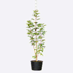 Tarumã azeitona - Vitex megapotamica