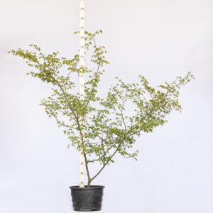 Tataré - Chloroleucon tortum