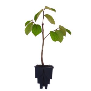 Açoita Cavalo Graúdo - Luehea grandiflora