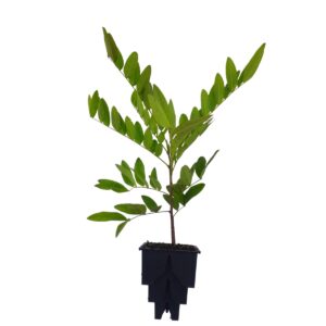 Amendoim Bravo - Pterogyne nitens