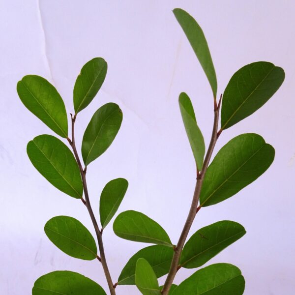 Araticum Vermelho - Annona spinescens