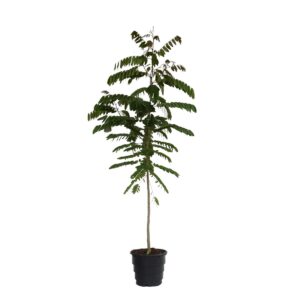 Cássia do Sião - Senna siamea