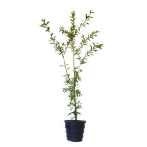 Guajuvira - Patagonula americana